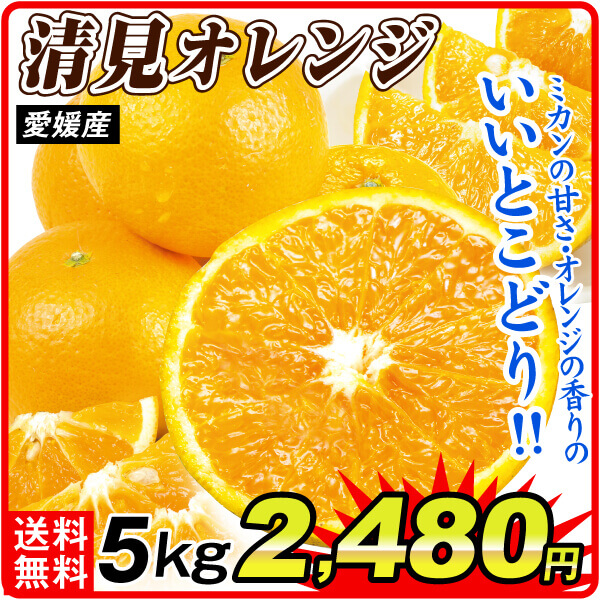 みかん 5kg 大特価 清見オレンジ 愛媛産 送料無料 食品