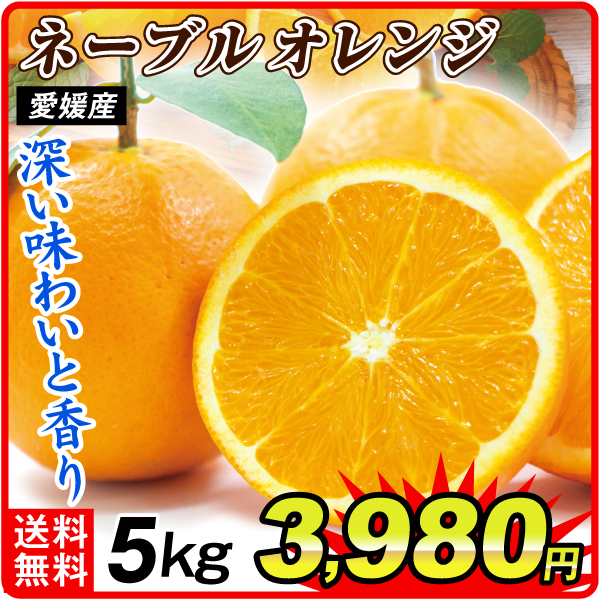 みかん 5kg ネーブル愛媛産 送料無料 食品