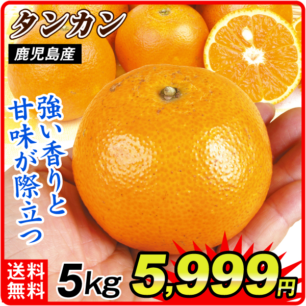 みかん 5kg タンカン 鹿児島産 送料無料 食品