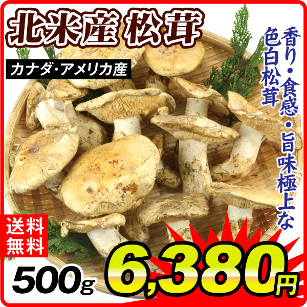 まつたけ 約500g 松茸 カナダ・アメリカ産北米産 送料無料 食品