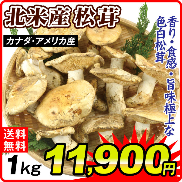 まつたけ  約1kg 松茸 カナダ・アメリカ産北米産 送料無料 食品