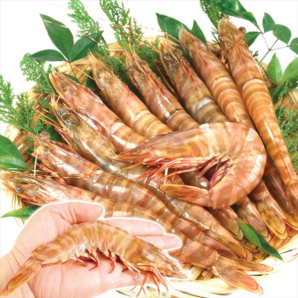 えび 特大 オーストタイガー 1kg 生食用 天然 ブラウンタイガー 食品 冷凍便