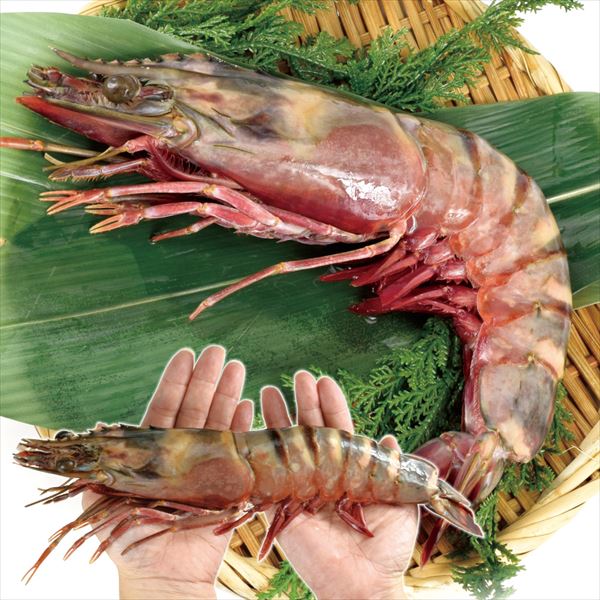 えび 皇帝の海老 1尾 シータイガー 天然 特大 加熱用 冷凍便 食品