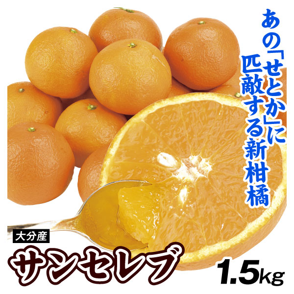 みかん 1.5kg サンセレブ ご家庭用 大分産 柑橘 送料無料 食品