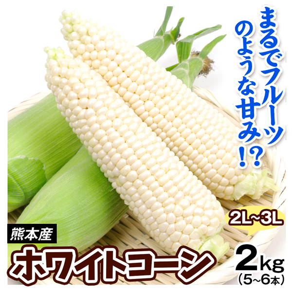 ホワイトコーン 2kg 5～6本入り 熊本産 スイートコーン とうもろこし 野菜 送料無料 食品 国華園