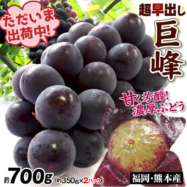 ぶどう 約700ｇ 超早出し 巨峰 福岡産 熊本産 訳あり 350g前後×2パック ただいま出荷中 ぶどうの王様 黒ブドウ 送料無料 食品