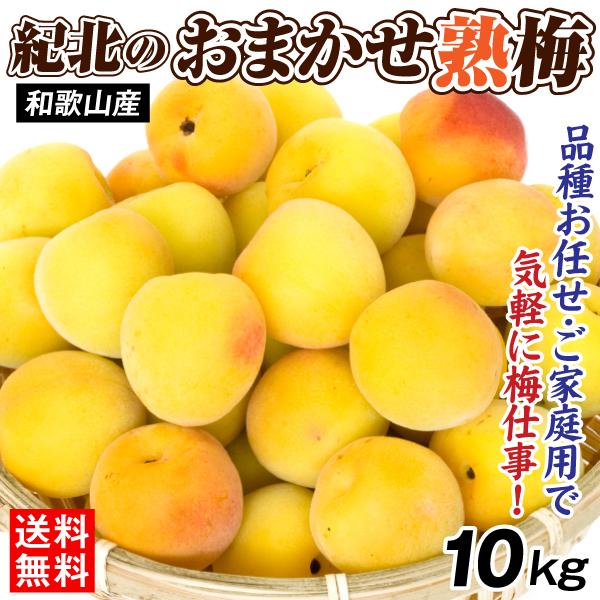 梅 10kg 紀北のおまかせ熟梅 和歌山産 ご家庭用 うめ 常温便 送料無料 食品