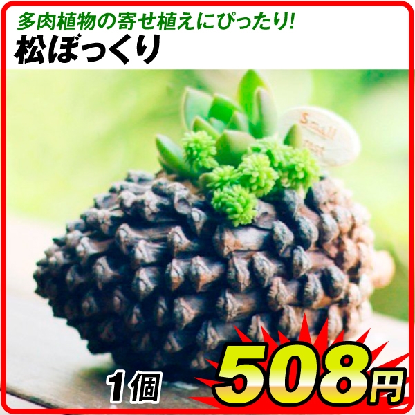 ポリ製鉢 プチオアシス・松ぼっくり  1個