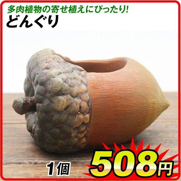 ポリ製鉢 プチオアシス・どんぐり 1個 植木鉢 ポリ製 多肉植物 寄せ植え かわいい 女性 プレゼント