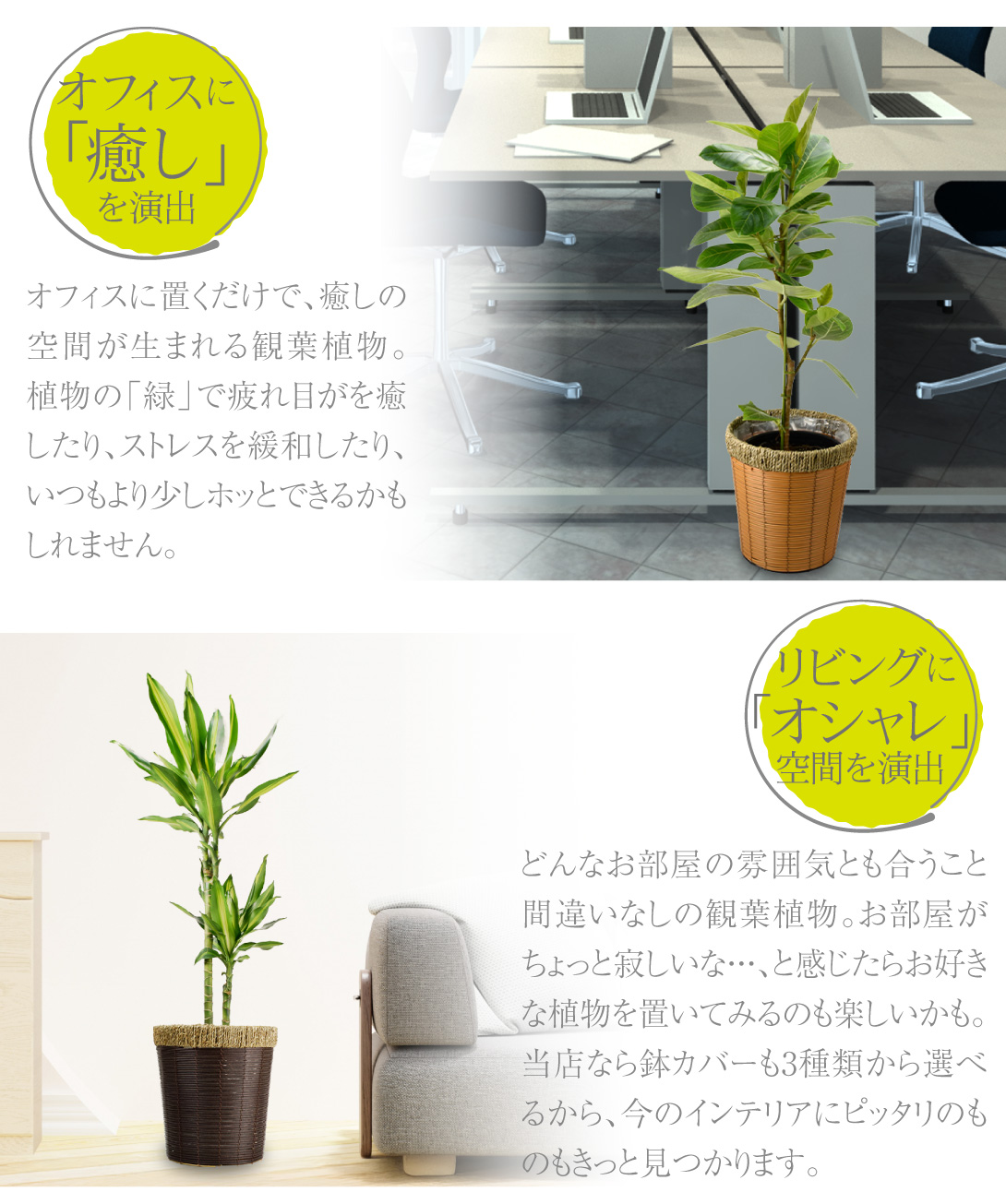 国華園オンラインショップ / 観葉植物 ドラセナ ユッカ 7号鉢