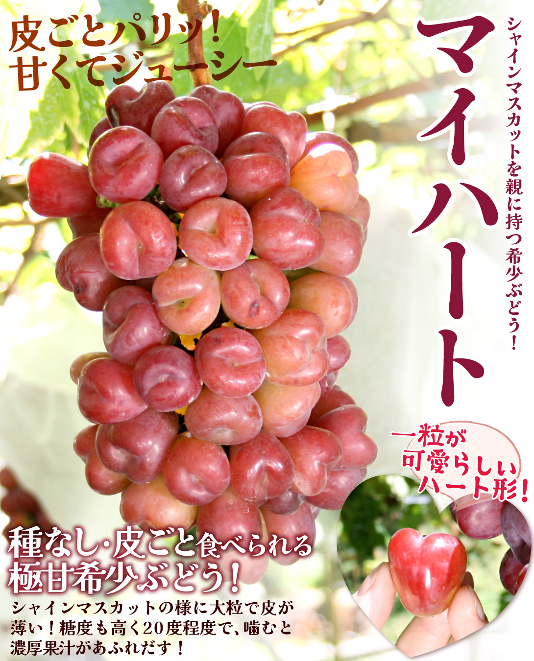 国華園オンラインショップ / ぶどう 500g 1房 マイハート 山梨産 種