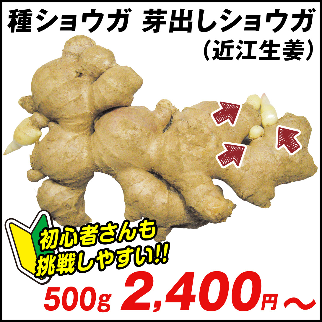 種ショウガ 芽出しショウガ(近江生姜)