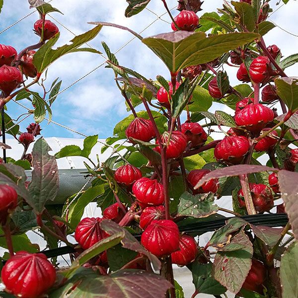 有用植物苗 ローゼル レッド 2株