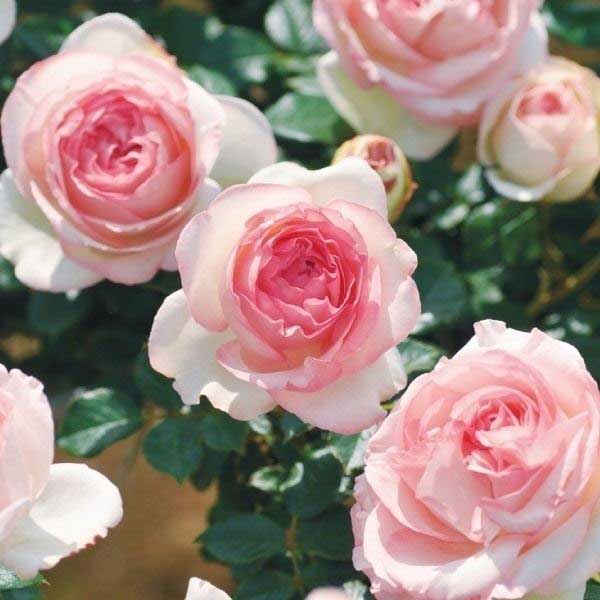 バラ苗 つるバラ ピエールドゥロンサールR 蕾つき 1株 開花見込み株 送料込み