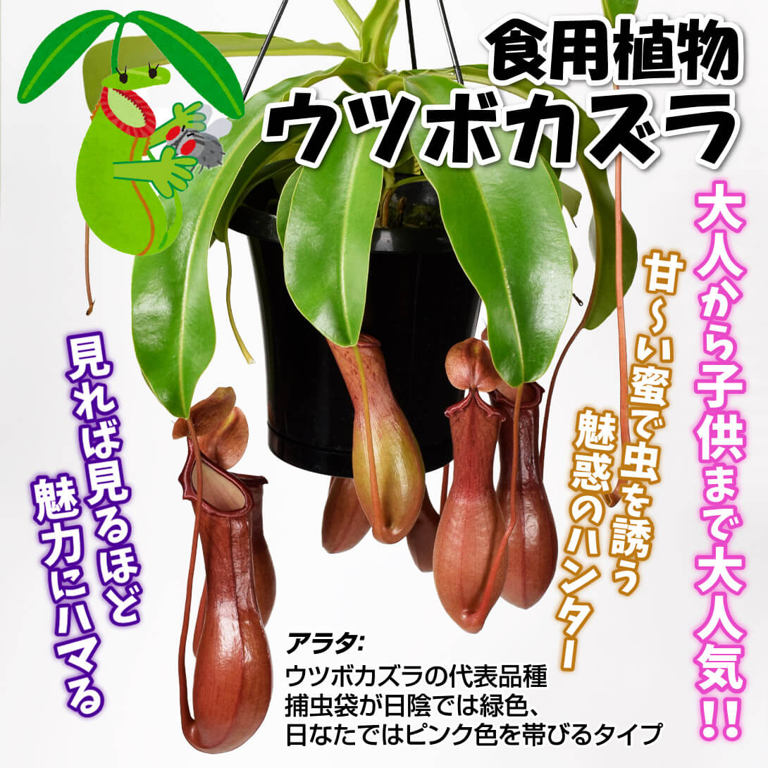 アラタ