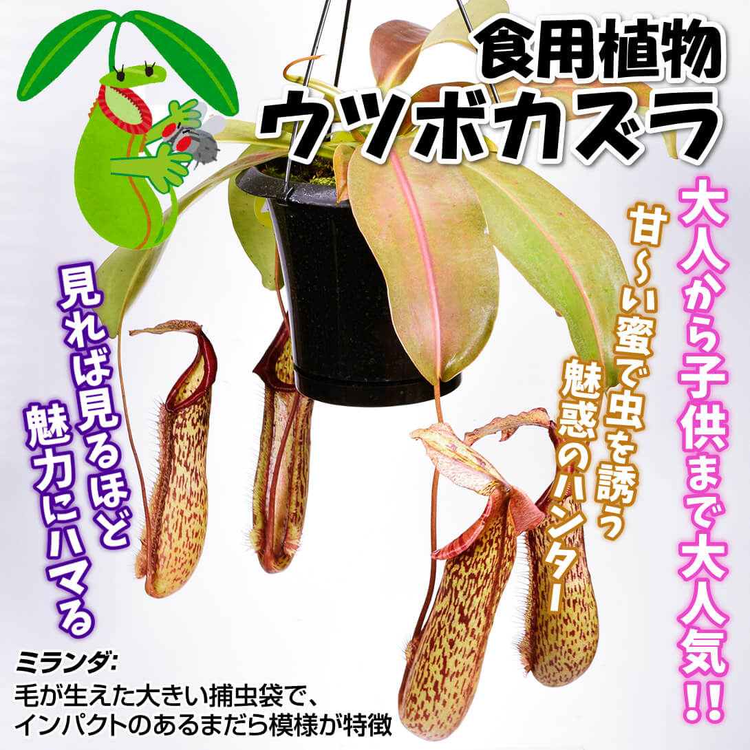 ミランダ