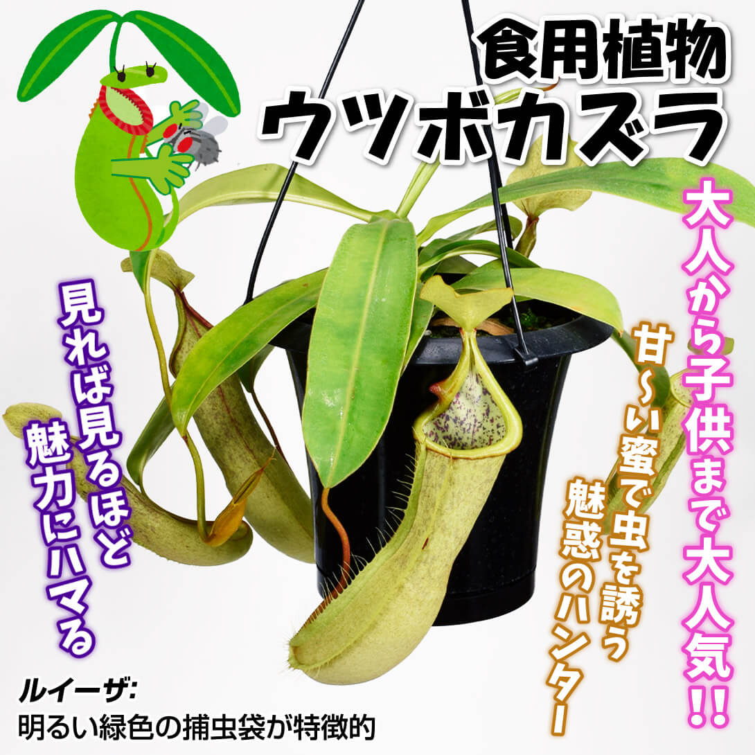 ルイーザ