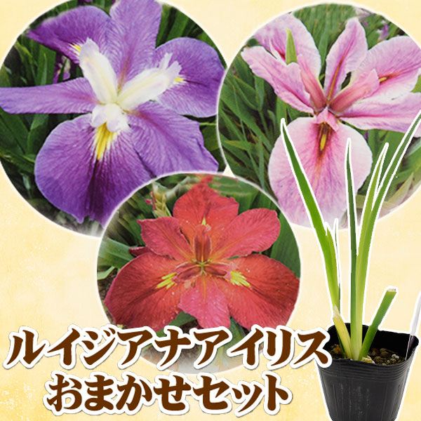 花苗 ルイジアナアイリス おまかせセット 3株