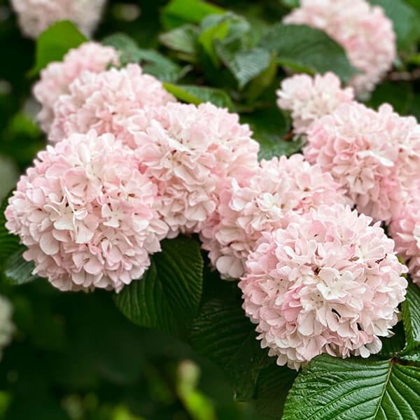 花木苗 オオデマリ ピンクオオデマリ 花つき 1株