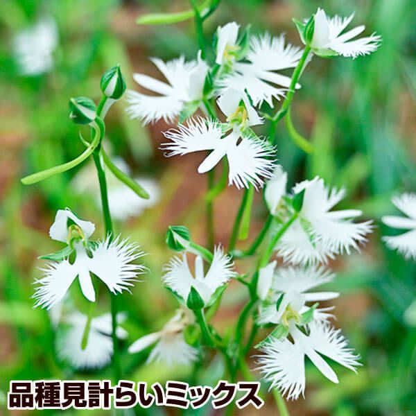 山野草 サギソウ おまかせミックス (品種見計らい) 3株