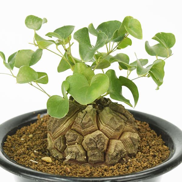 多肉植物 亀甲竜 1株