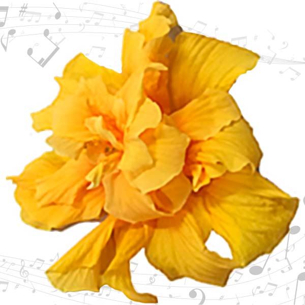 花苗 ハイビスカス クラシックシリーズ バッハ 1株