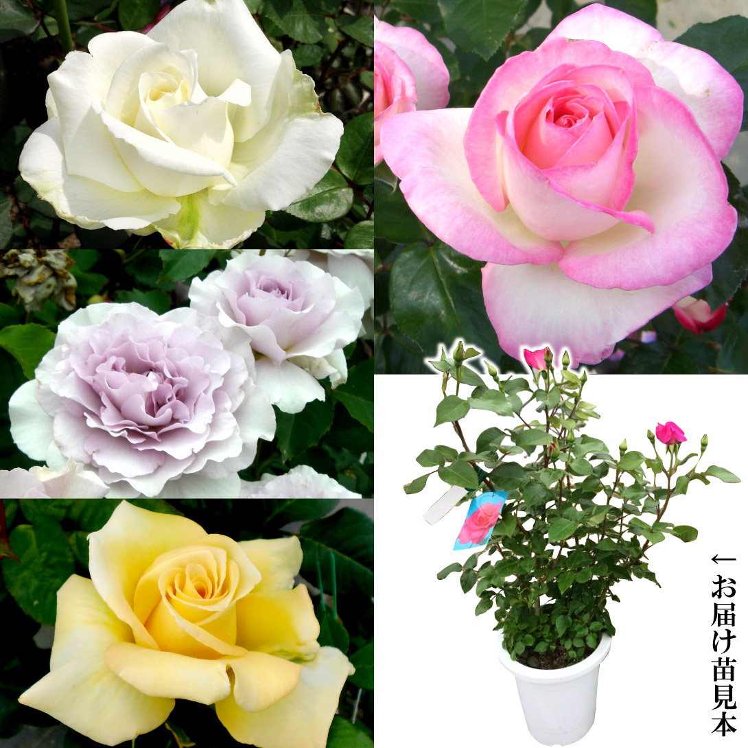 バラ苗 プリンセスドゥモナコが必ず入る 大輪福袋 (花芽付) 3種3株