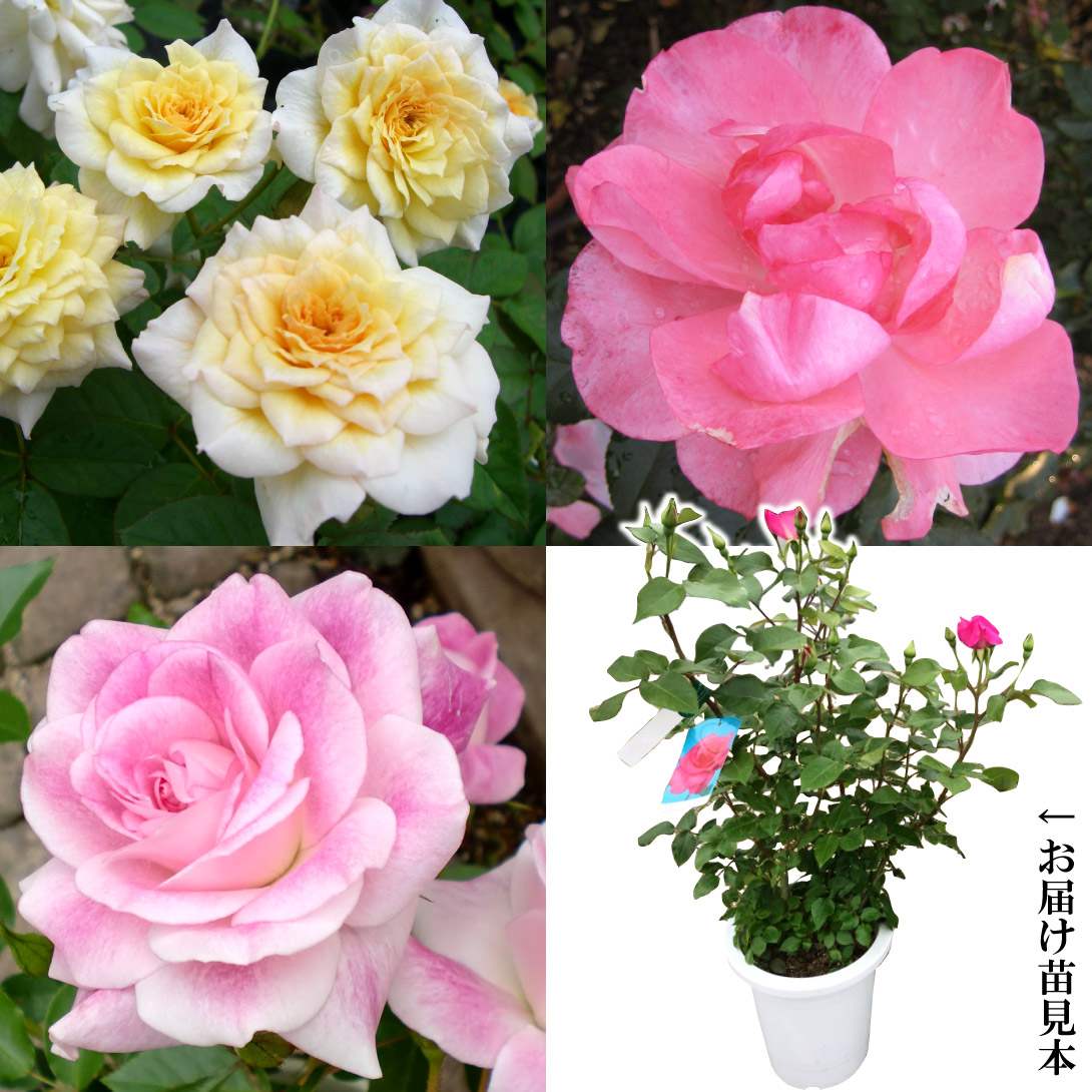 バラ苗 ジャルダンドゥフランスが必ず入る 中輪福袋 (花芽付) 3種3株