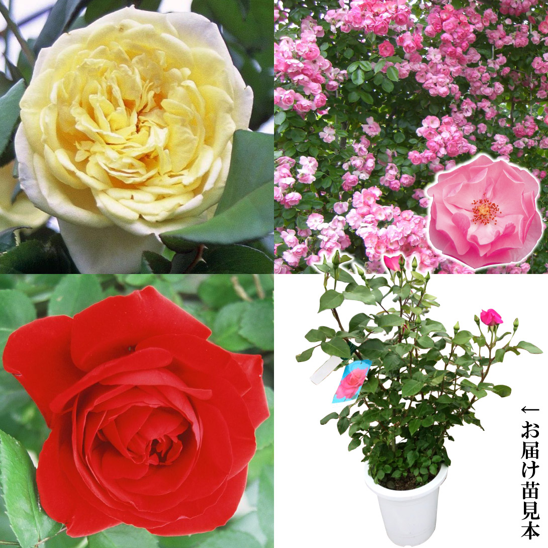 バラ苗 アンジェラが必ず入る つるバラ福袋 (花芽付) 3種3株