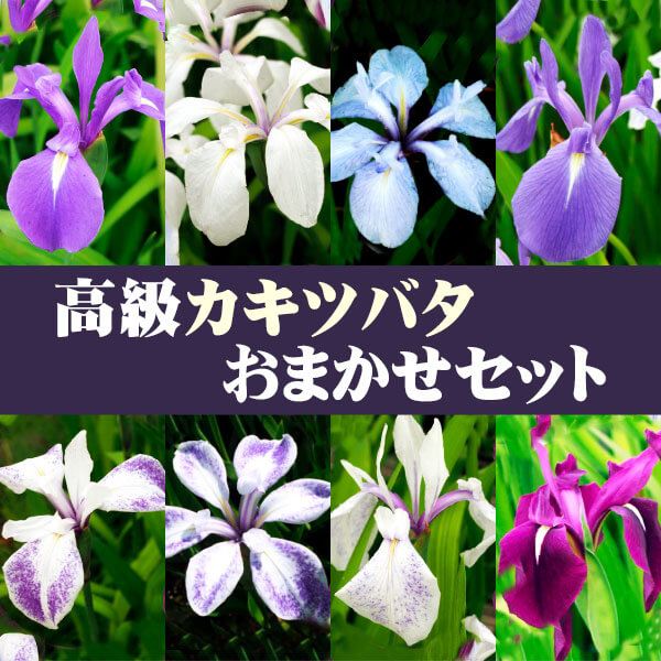 花苗 カキツバタ 高級品種おまかせセット 3種3株