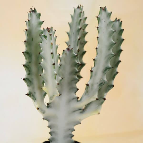 多肉植物 ユーフォルビア ホワイトゴースト