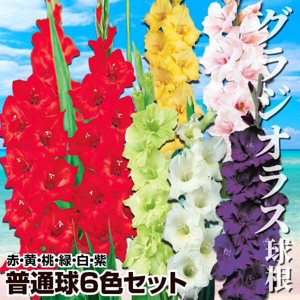 春植え球根 グラジオラス 普通球 6色セット