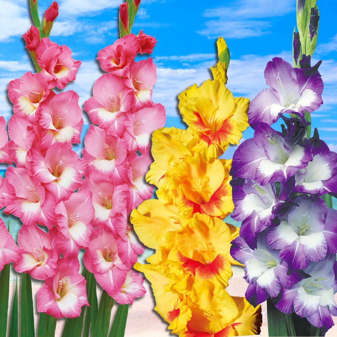 春植え球根 グラジオラス 特大球 2色咲セット 3種15球セット (各5球)