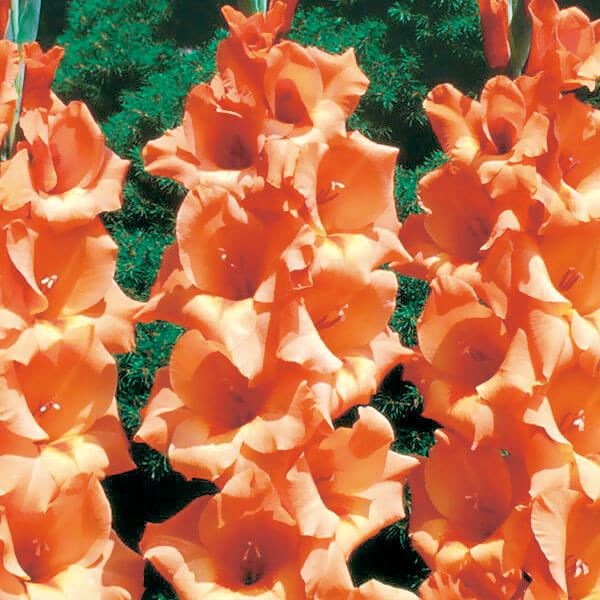 春植え球根 グラジオラス ピーターペアーズ