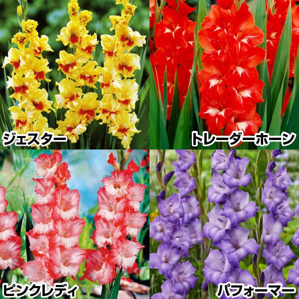 春植え球根 グラジオラス お買得！人気グラジオラスBセット 4種40球