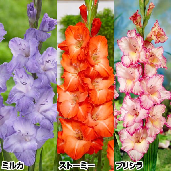 春植え球根 グラジオラス 華やかグラジオラスセット 3種30球(各10球)