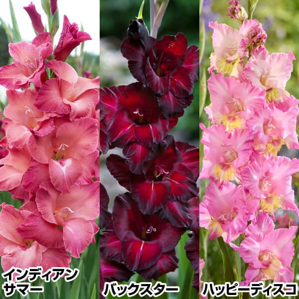 春植え球根 グラジオラス 艶美なグラジオラスセット 3種30球(各10球)
