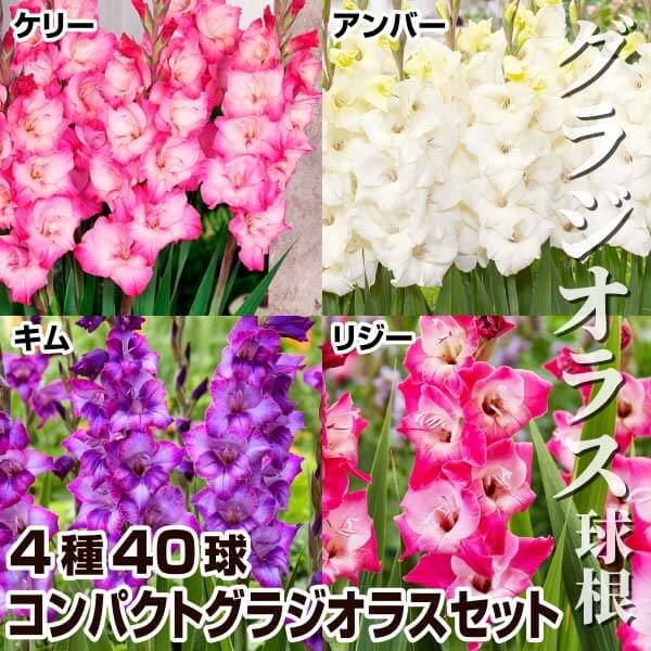 春植え球根 グラジオラス コンパクトグラジオラスセット 4種40球(各10球)