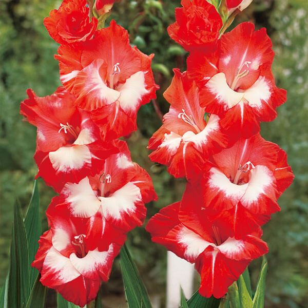 春植え球根 和名グラジオラス 南都