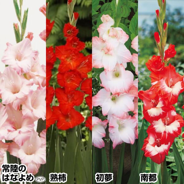 春植え球根 グラジオラス 和名グラジオラスセット 4種40球(各10球)