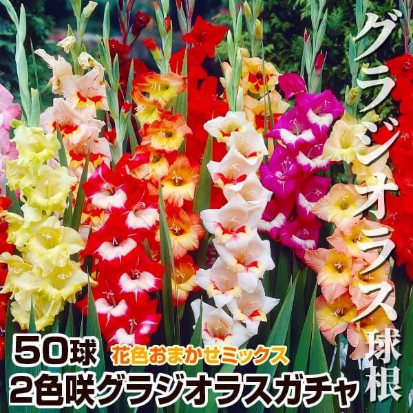春植え球根 2色咲グラジオラスガチャ 50球(無選別) 送料無料