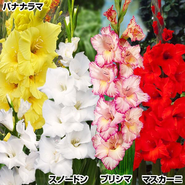 春植え球根 グラジオラス 国華園人気品種セット 4種40球(各10球) 送料込み