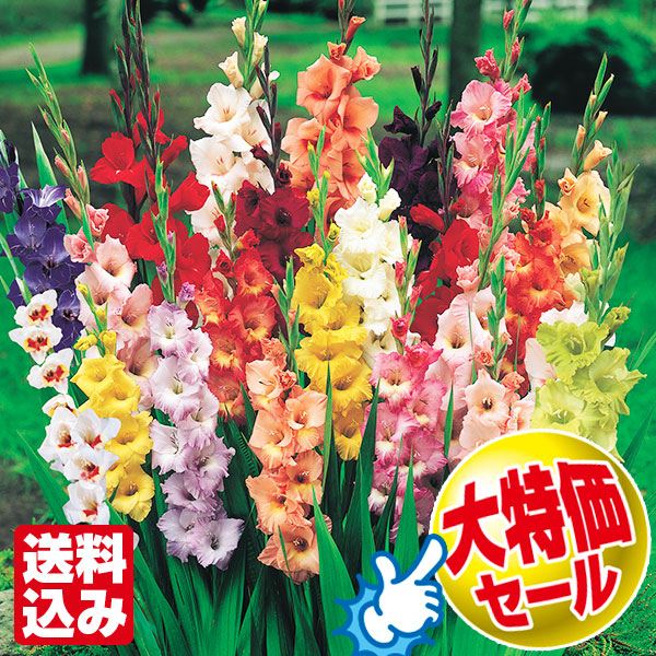 最終売り尽くし 春植え球根 グラジオラス福袋 (品種見計らい・名称付き)