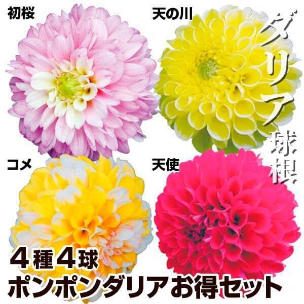 春植え球根 ダリア ポンポンダリアお得セット 4種4球 (各1球)
