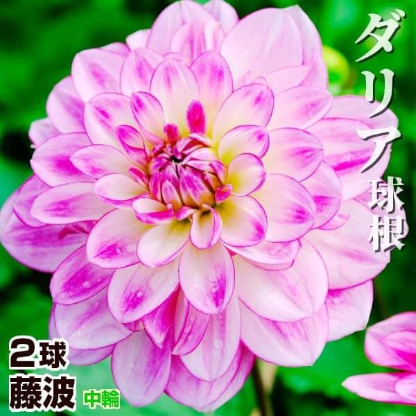 春植え球根 2色咲ダリア 藤波 (中輪) 2球