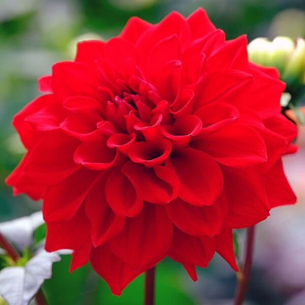 春植え球根 大輪咲ダリア 火炎 (中大輪) 2球