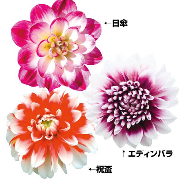 春植え球根 ダリア 2色咲ダリアセット 3種3球