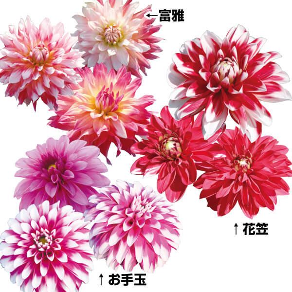 春植え球根 ダリア 咲き分けダリアセット 3種3球