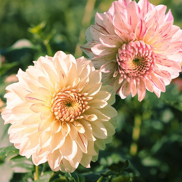 春植え球根 ダリア 花霞 (中輪) 2球
