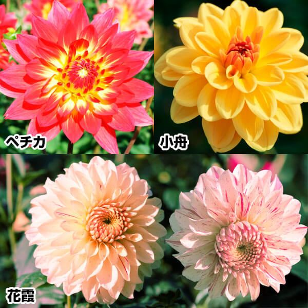 春植え球根 ダリア 人気ダリアセット 3種3球